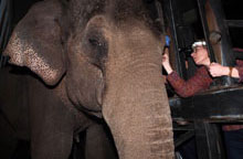 Oogonderzoek gesedeerde olifant