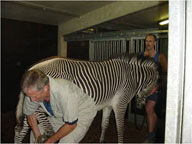 Hoefbekappen zebra