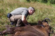 Zenderhalsband aanbrengen